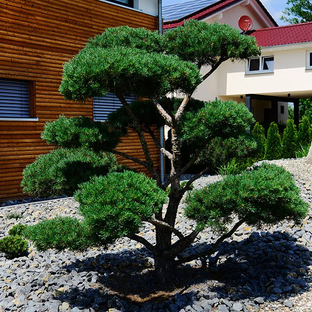 Bonsai-Garten mit Formgehölzen